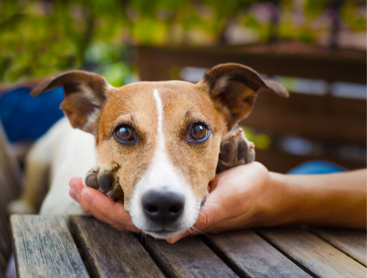 Rosenberg Dog Veterinarian | Dog vet